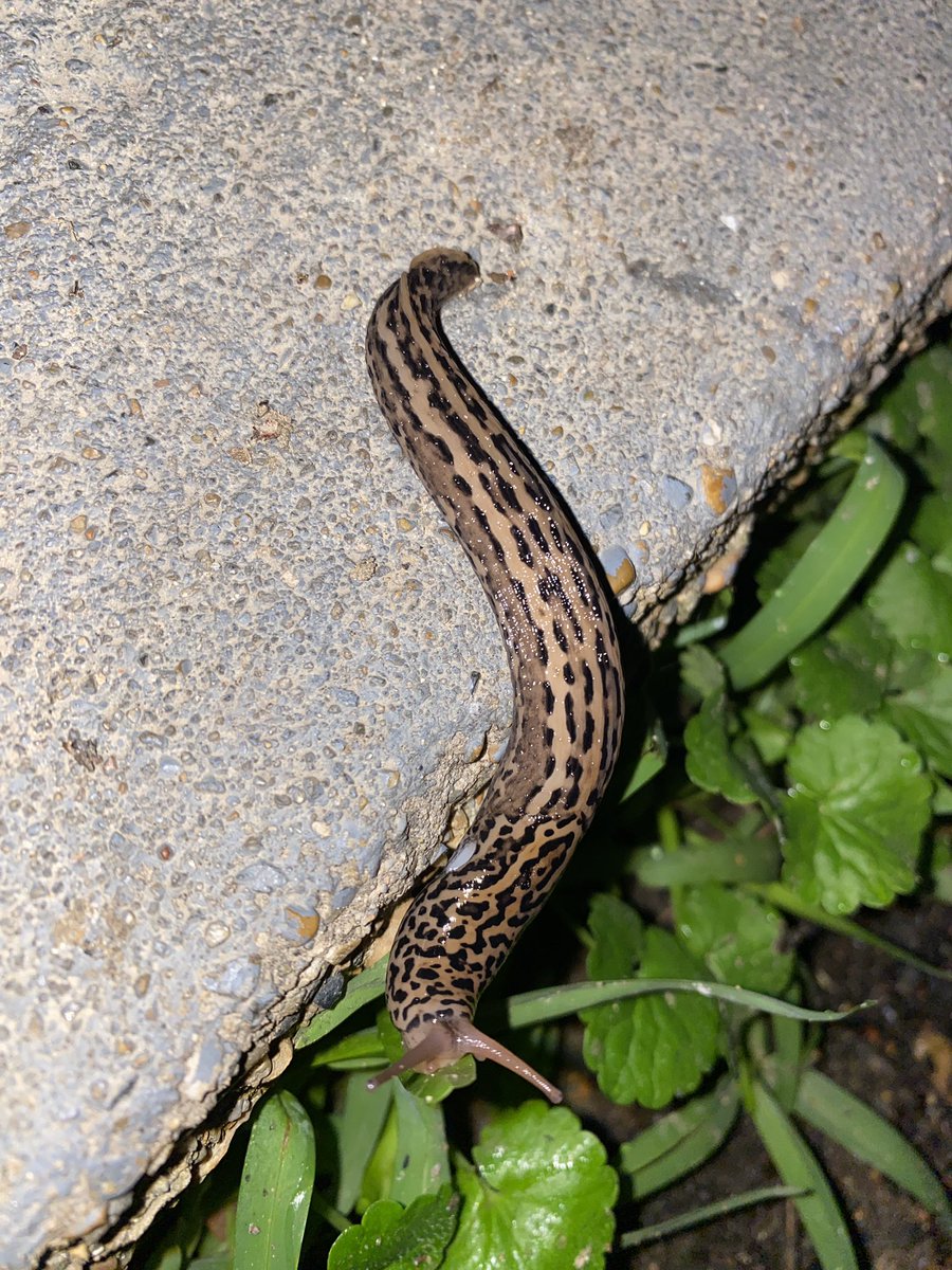🚨SSSSLLLLUUUUGGGGGG🚨

Took the dog out and saw this drifter passin through.
#slugs #sluglife #creepycrawlies #themostimportantthingonX