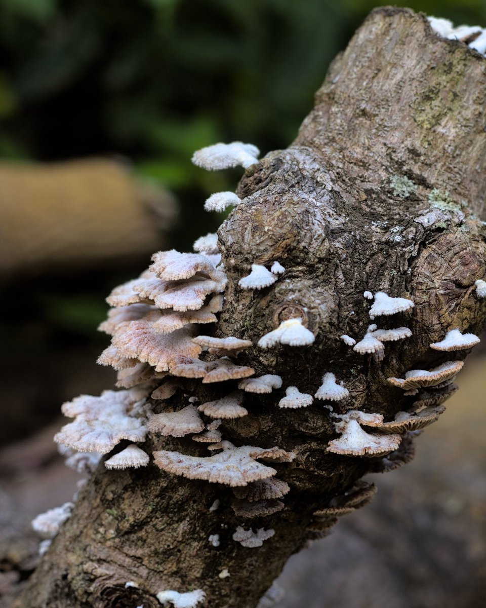 lebretonf22's tweet photo. Les champignons 🍄 sont de sortie 🇷🇪📷
#beauty #beautiful #photography #photo #photooftheday #photographylovers #nature #naturephotography #naturelovers #naturelover #fyp #foryou #foryoupage #pourtoi #canon #canonphotographer #iledelareunion #reunionisland #ileintense #team974 https://t.co/LfAKOh0Fyt