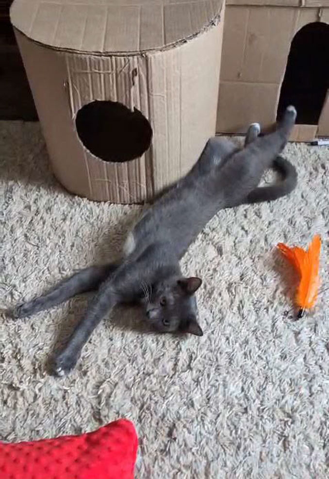 #Москва и МО
❤️ Котёнок Томас ищет дом! ❤️
Кот Томас, 8 месяцев, обработан от внешних и внутренних паразитов, проверен на особо опасные инфекции, здоров, вакцинирован (имеется ветпаспорт), кастрирован, приучен к лотку.