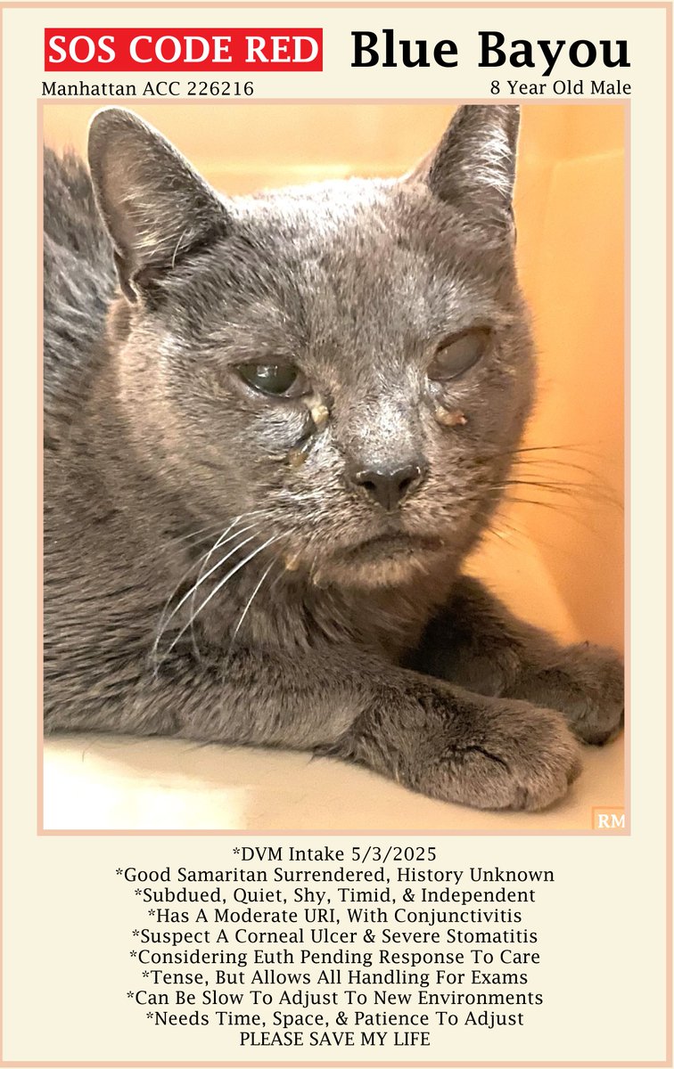 sachikoko's tweet photo. 🆘URGENT🆘SENIOR ALERT🆘MEDICAL PRIORITY🆘HIGH EUTH RISK🆘
🙏🏾PLEASE #PLEDGE 2 SAVE MY LIFE🙏🏾
💝Sweet 8YO #Senior Gray/Blue Kitty "BLUE BAYOU"💝
😿💔Came In As Stray, Has A URI & Conjunctivitis
🚨Needs #Adoption #Rescue #Foster🚨
⏩226216 https://t.co/BlM1ymAFNw
#Manhattan #NYCACC https://t.co/NXeaeabuvF