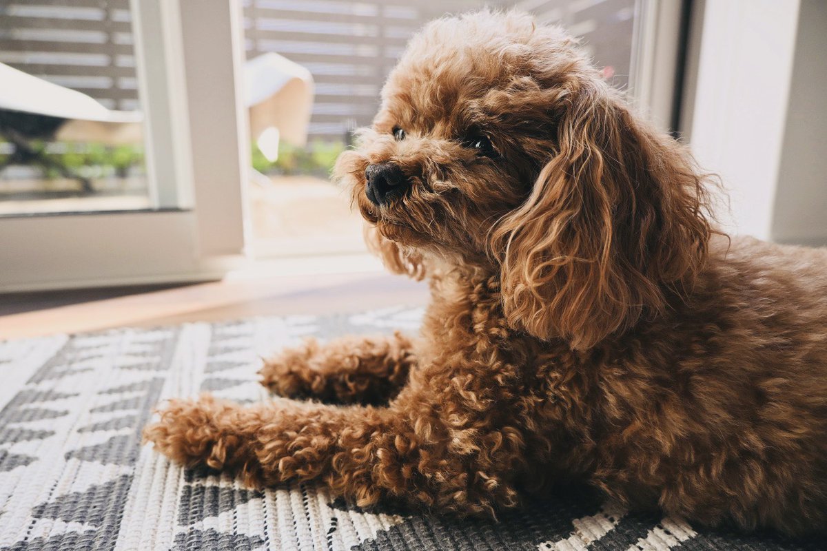 我が家の癒し。
#写真好きな人と繋がりたい