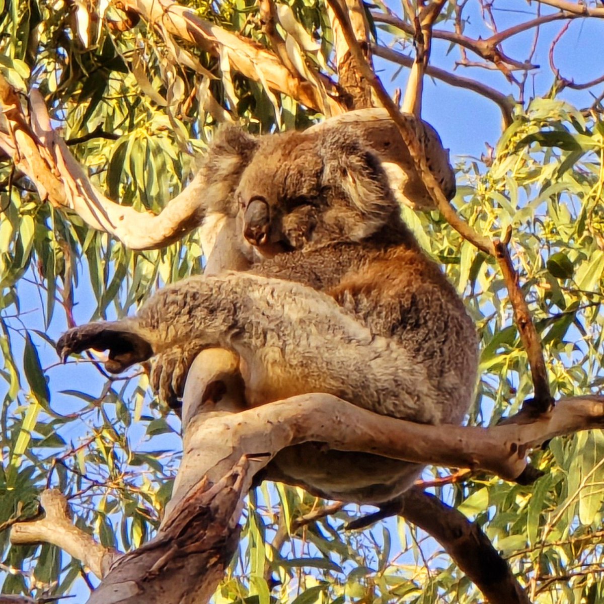 There are around 50 Koalas on Phillip Island near Melbourne, and they spend 21 hours a day sleeping. Best time to see them awake is in the cool at the end of the afternoon.