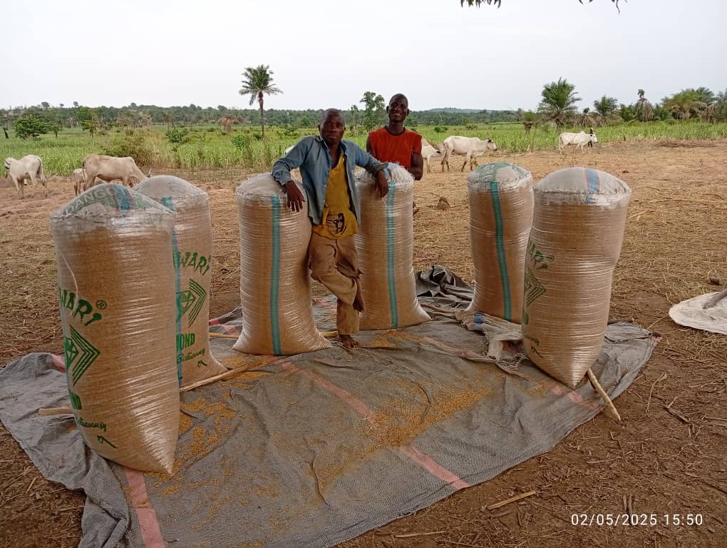 NigeriaSasakawa's tweet photo. Ongoing harvesting of SAA demonstration plots hosted by farmers in Nasarawa State under the Evidence-Based Regenerative Agriculture to Address Climate Change in Africa Project, funded by the Policy and Human Resource Development Grant (PHRDG) of Japan through the @AfDB_Group https://t.co/6zSHAImyyk
