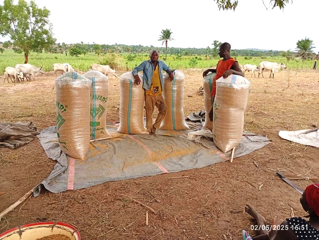 NigeriaSasakawa's tweet photo. Ongoing harvesting of SAA demonstration plots hosted by farmers in Nasarawa State under the Evidence-Based Regenerative Agriculture to Address Climate Change in Africa Project, funded by the Policy and Human Resource Development Grant (PHRDG) of Japan through the @AfDB_Group https://t.co/6zSHAImyyk