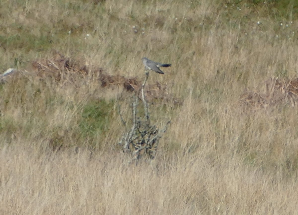 EdgeofMull's tweet image. There seemed to be plenty of cuckoos about yesterday (or perhaps the same one in different locations!).