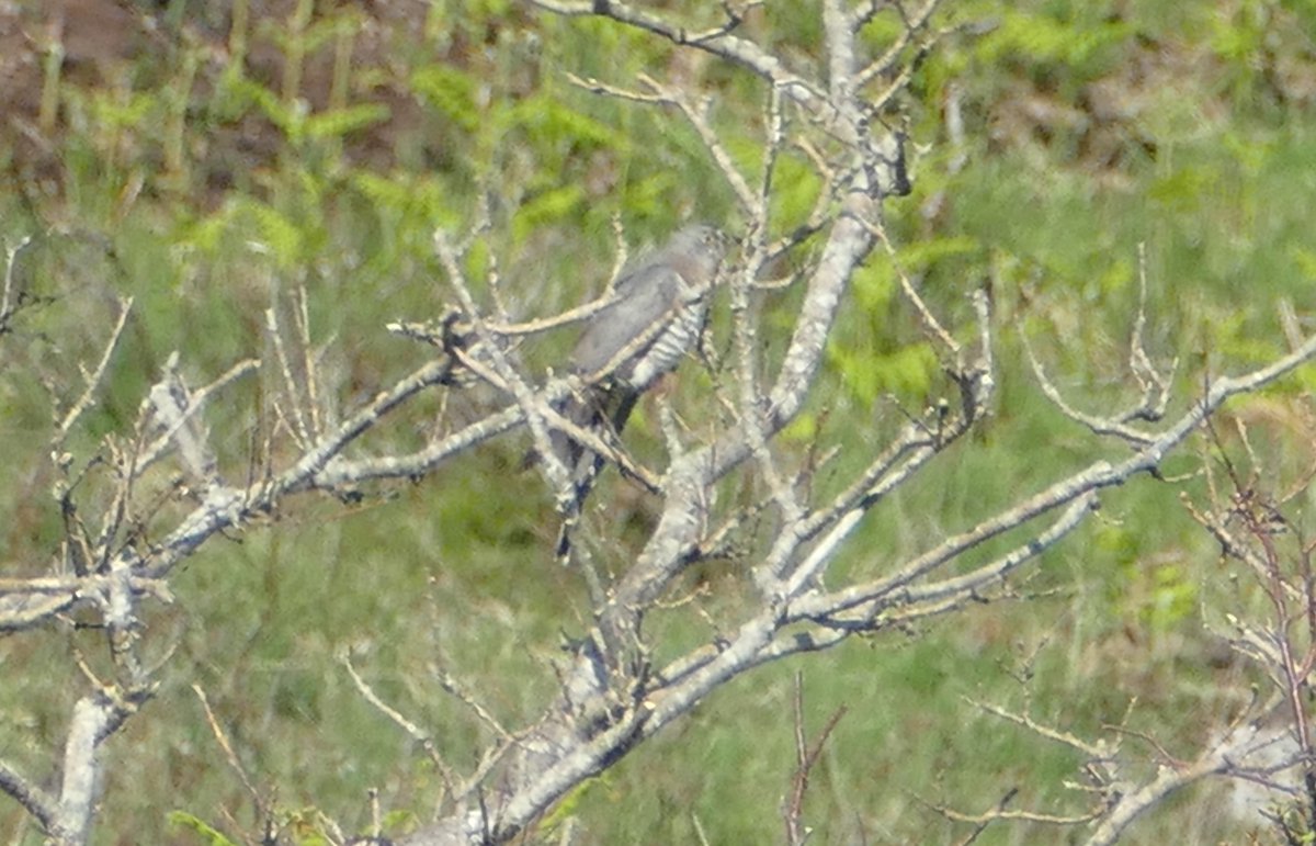 EdgeofMull's tweet image. There seemed to be plenty of cuckoos about yesterday (or perhaps the same one in different locations!).