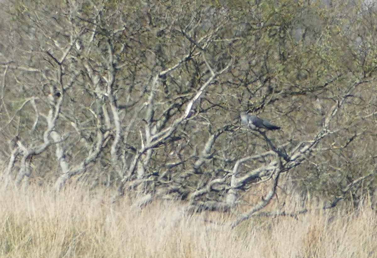 EdgeofMull's tweet image. There seemed to be plenty of cuckoos about yesterday (or perhaps the same one in different locations!).