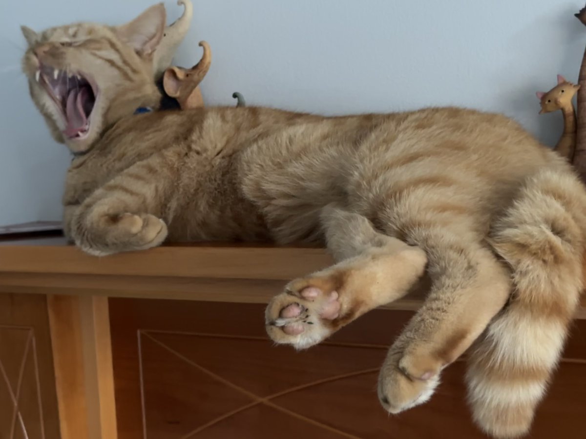 It’s #ThrowbackThursday and the time when the bald 👨‍🦲 one was wittering on about cycling from one side of the country to the other.  What a bore 🥱 💤.  We all know mew got the train baldy 😹😹 #CatsOfTwitter #CatsOfX