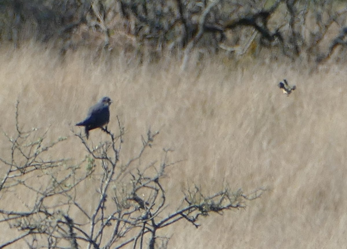 EdgeofMull's tweet image. There seemed to be plenty of cuckoos about yesterday (or perhaps the same one in different locations!).