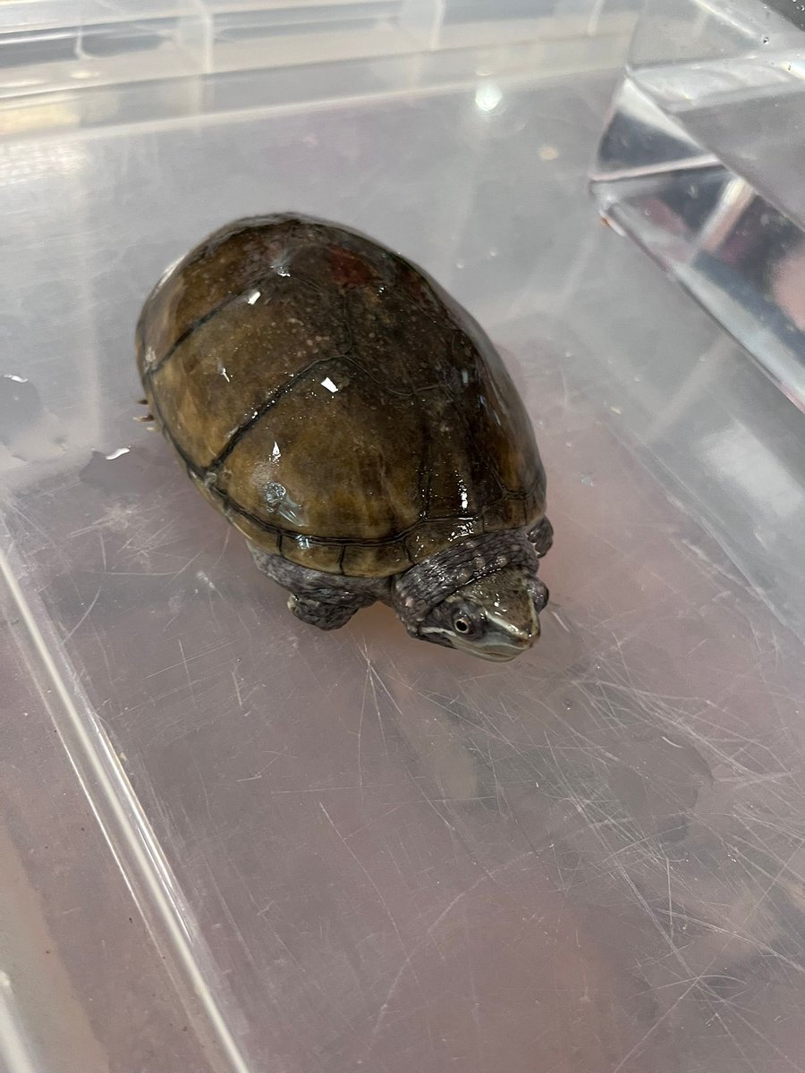 Our Y1 scientist have been exploring the characteristics of reptiles this week and have learnt what they need to survive. What an exciting hands on experience! 🦎🐢