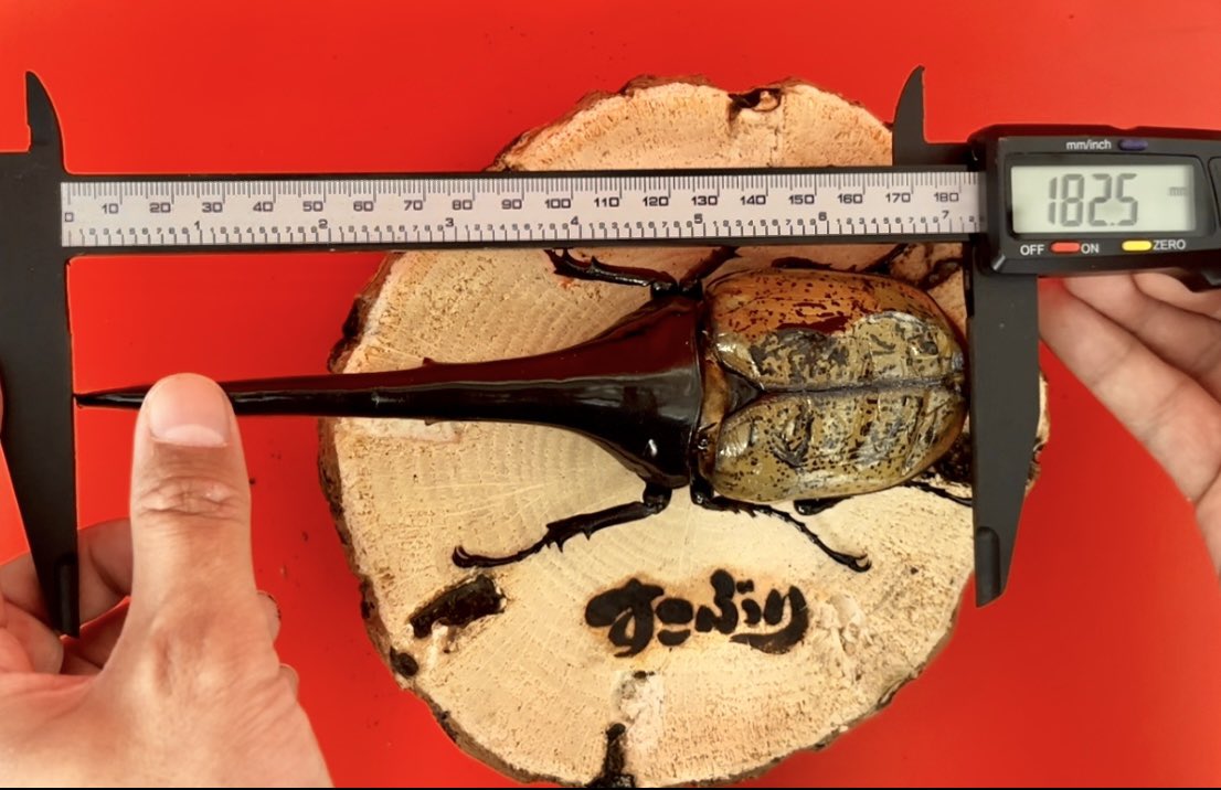 AKI⭐︎すこぶり工房⭐︎ (@AKI_hercules) / Posts / X