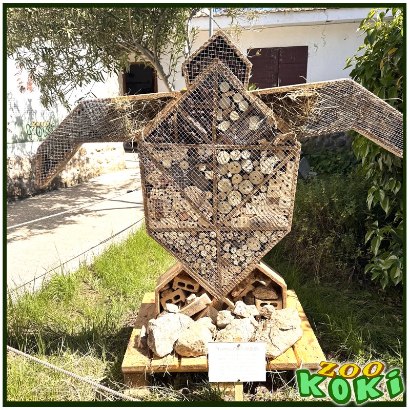 zookoki's tweet image. 🐝🏡 ¡Estrenamos hotel de insectos en ZOO KOKI!
Gracias al Proyecto AptiTUD y a los alumnos del CREI Sagrado Corazón (ciclo básico de carpintería – CEMJ Altamira) por este refugio tan necesario para polinizadores 🦋🌼
¡Pequeños gestos que suman biodiversidad! 🌍💚