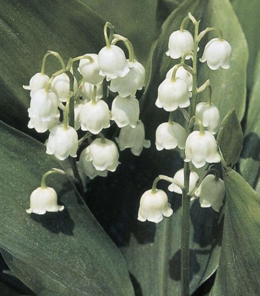 𐂯 MARTY ₊ CRÉME tweet media