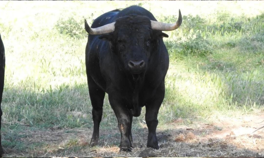 queduravida's tweet photo. "Razonable" N°12 G1 , la última presentación de la última cámada de utreros Sandra Sopeña. Espero que os haya gustado esta pequeña sección donde se ve el cambio de los toros en cuestión de meses. https://t.co/dBfozxqsDB