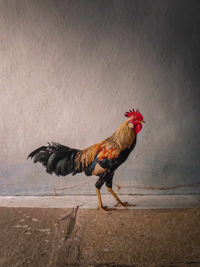 4Timing's tweet photo. 1/4
Dai tentativi di contenimento sui mari del ‘600 alla Chicken #Tax, dallo Smoot-Hawley #Tariff Act alle più recenti guerre commerciali di Trump.
I #dazi hanno sempre avuto un ruolo centrale nella strategia economica delle Nazioni. https://t.co/KSkApCI9WO