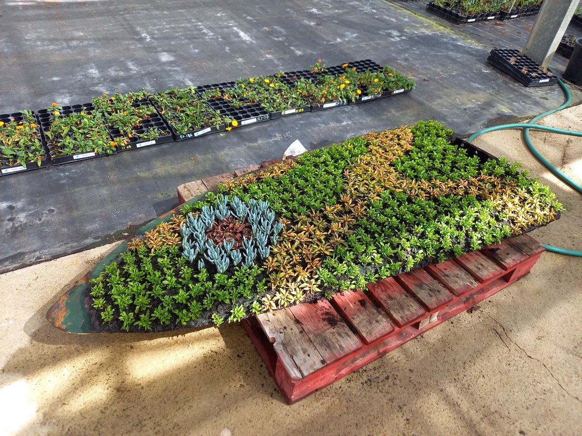 Celebrating #VE Day! Today marks the 80th anniversary of the Allies securing victory over Nazi controlled Germany. As just one example, take a look at our production images of this magnificent VE 80 carpet bed for Dartford Borough Council and a beautiful 6metre diameter circle