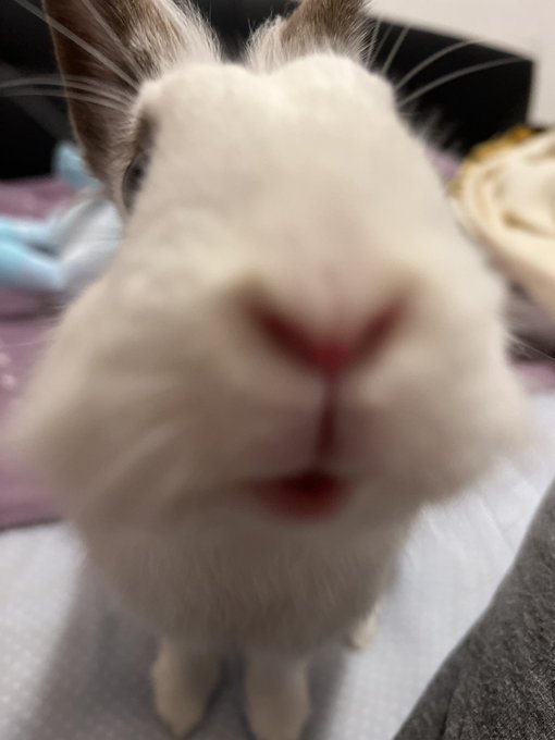 goob morning everybun!!