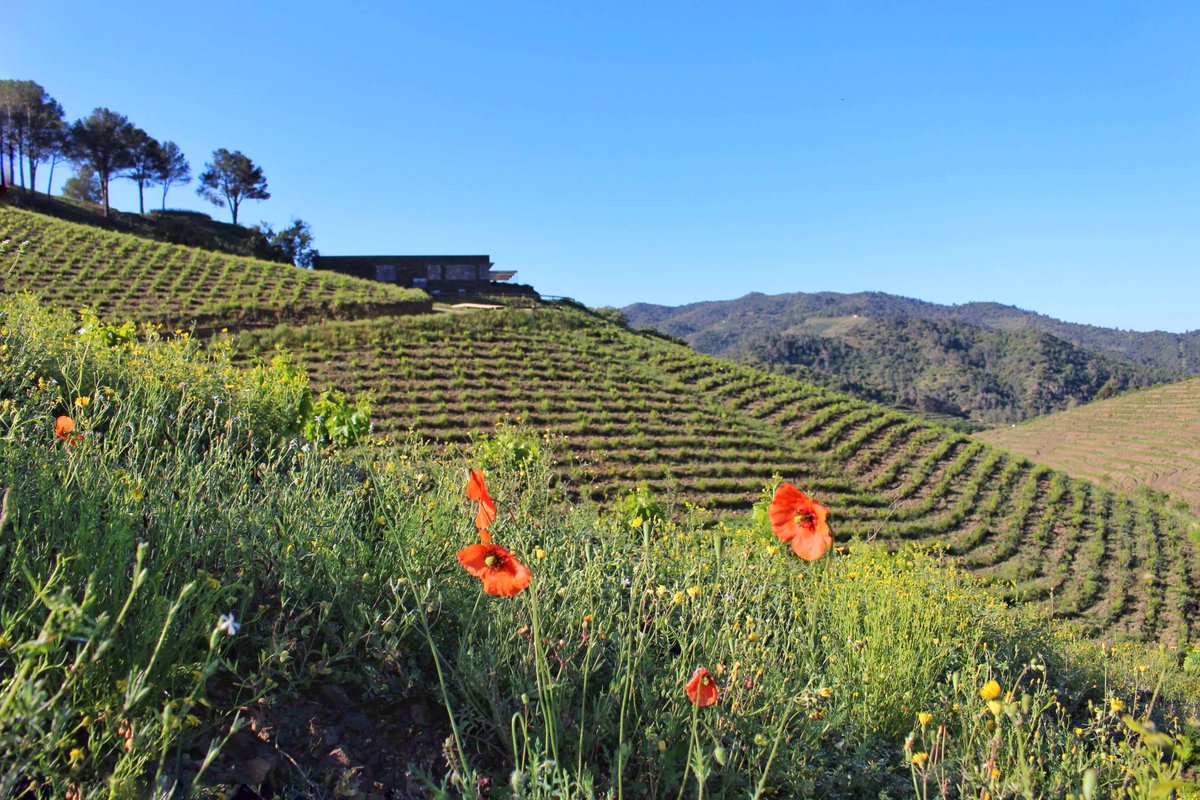 Mas Doix tweet media