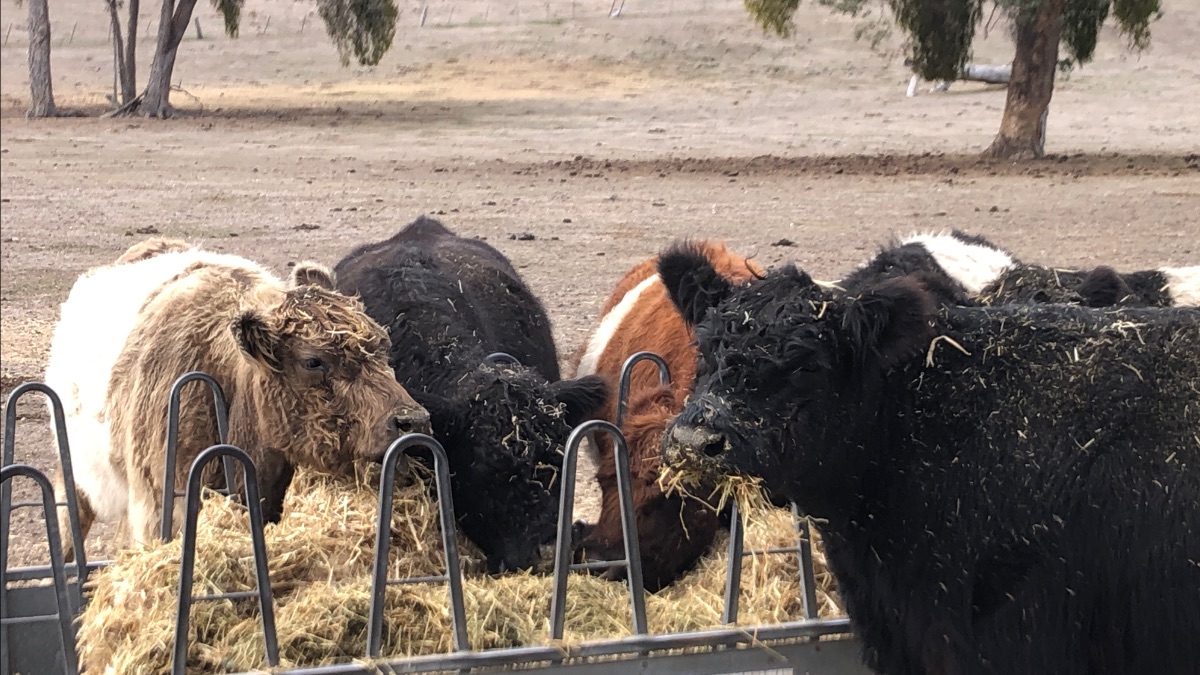 Autumnal Beef orders now open - *|openfoodnetwork.org.au/warialda-belte…|*