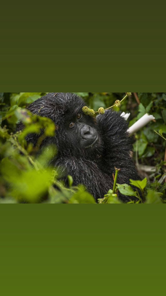 MusaMagumbaK's tweet photo. Uganda Gorilla Safaris and  Tours 

If your dream is mountain gorilla trekking, Uganda is the place to go.
Travel Details:
https://t.co/T8w9T3vQjW

#travellers #travel #travelling #travelphotography #travelgram #traveller #travelblogger #traveling #nature #traveltheworld https://t.co/4Ia4GoOwd9