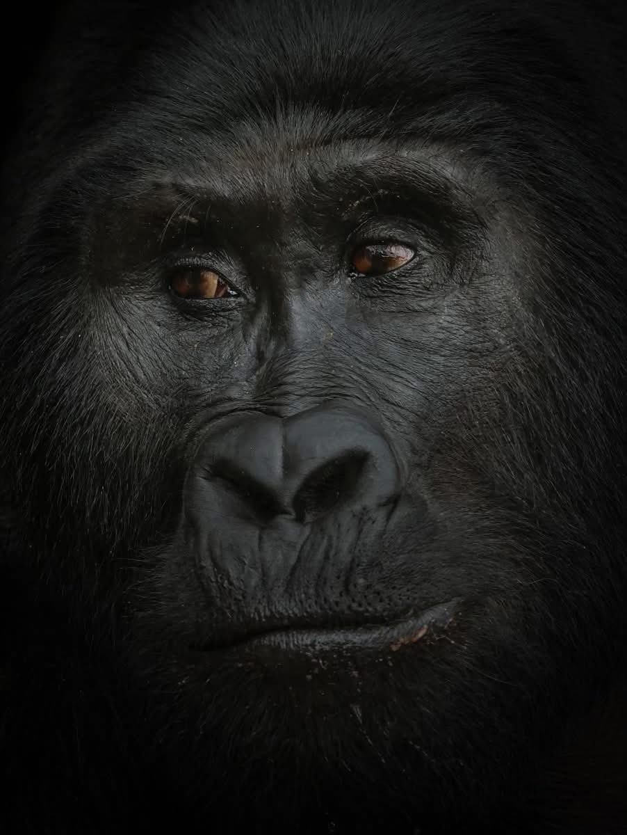MusaMagumbaK's tweet photo. Uganda Gorilla Safaris and  Tours 

If your dream is mountain gorilla trekking, Uganda is the place to go.
Travel Details:
https://t.co/T8w9T3vQjW

#travellers #travel #travelling #travelphotography #travelgram #traveller #travelblogger #traveling #nature #traveltheworld https://t.co/4Ia4GoOwd9