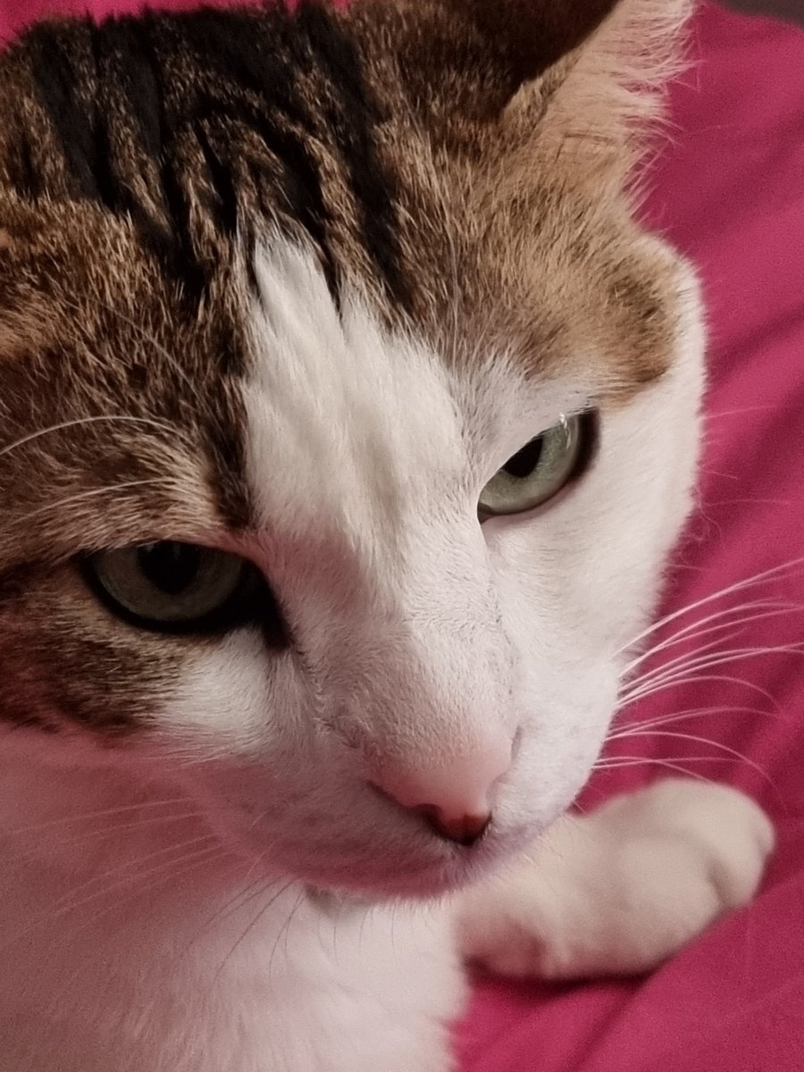 Dimitri63985090's tweet image. I def annoyed her a lot to get this face🤣
#HitPaw #HitPawCatTax 
@HitPawofficial