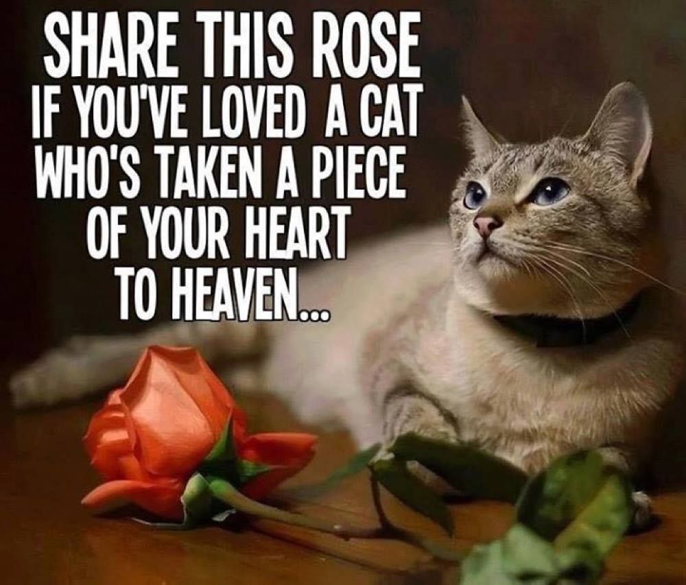 Every cat I belonged to, even rhe wild cats. 💔
And now my beloved Riaan went over the Rainbow bridge...
