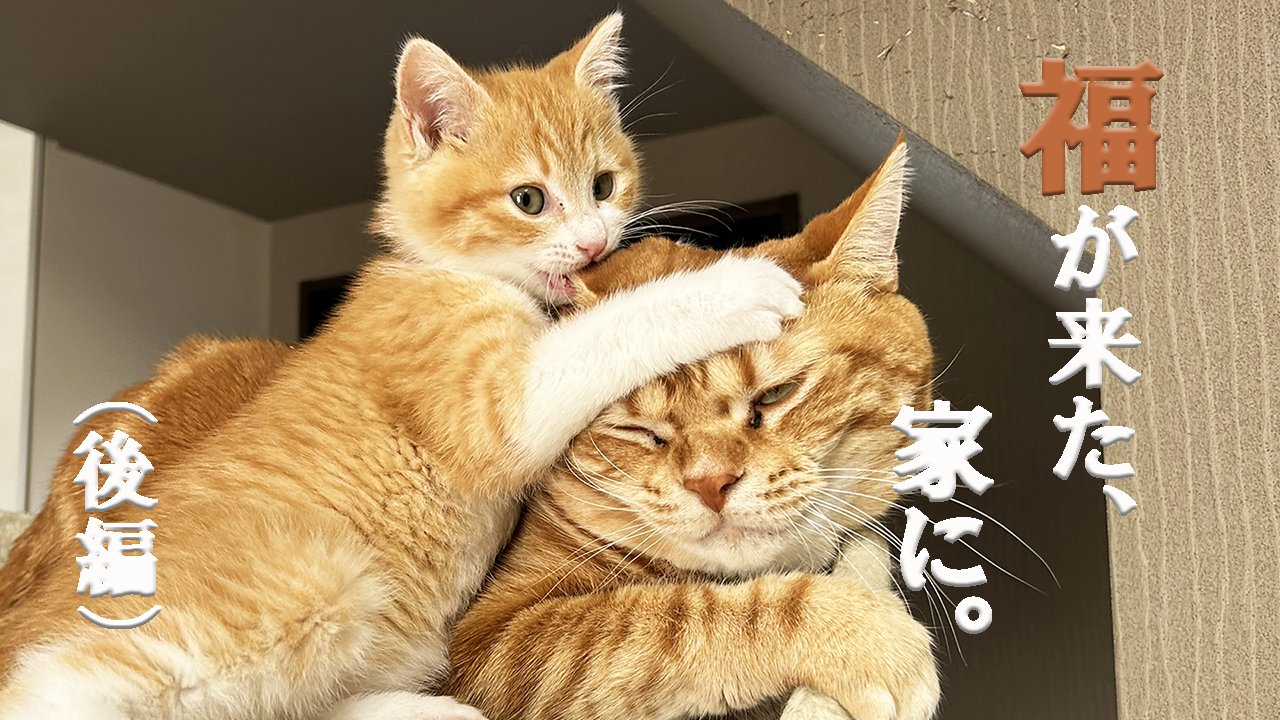 ねころく様 ろく猫チャンネル (@rokuneko6cats) / X