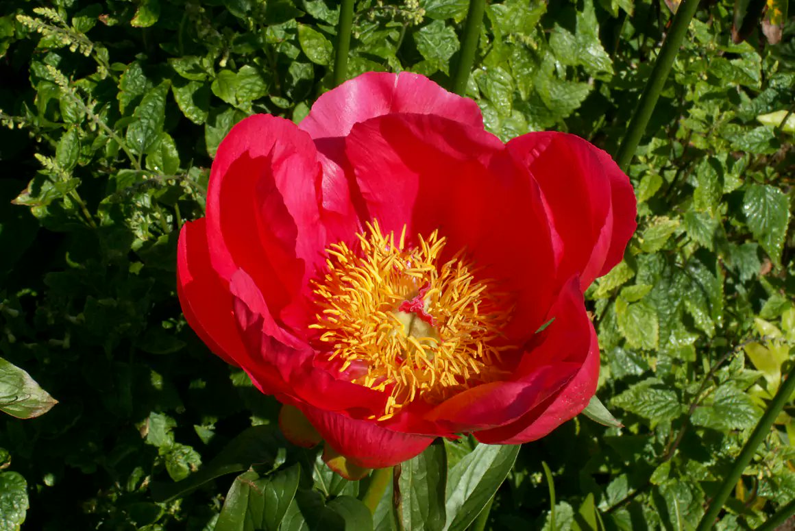 WelshCountry's tweet photo. The Spring Garden
https://t.co/fCWu4p9ldL
@NGSOpenGardens #nationalgardenscheme #ngs #gardening #gardeninglove #gardeninglife #gardeningisfun #gardening_feature #gardeningenthusiast #gardeningcommunity #springgarden #springgardening #springgardens https://t.co/uKzoAxaKcp