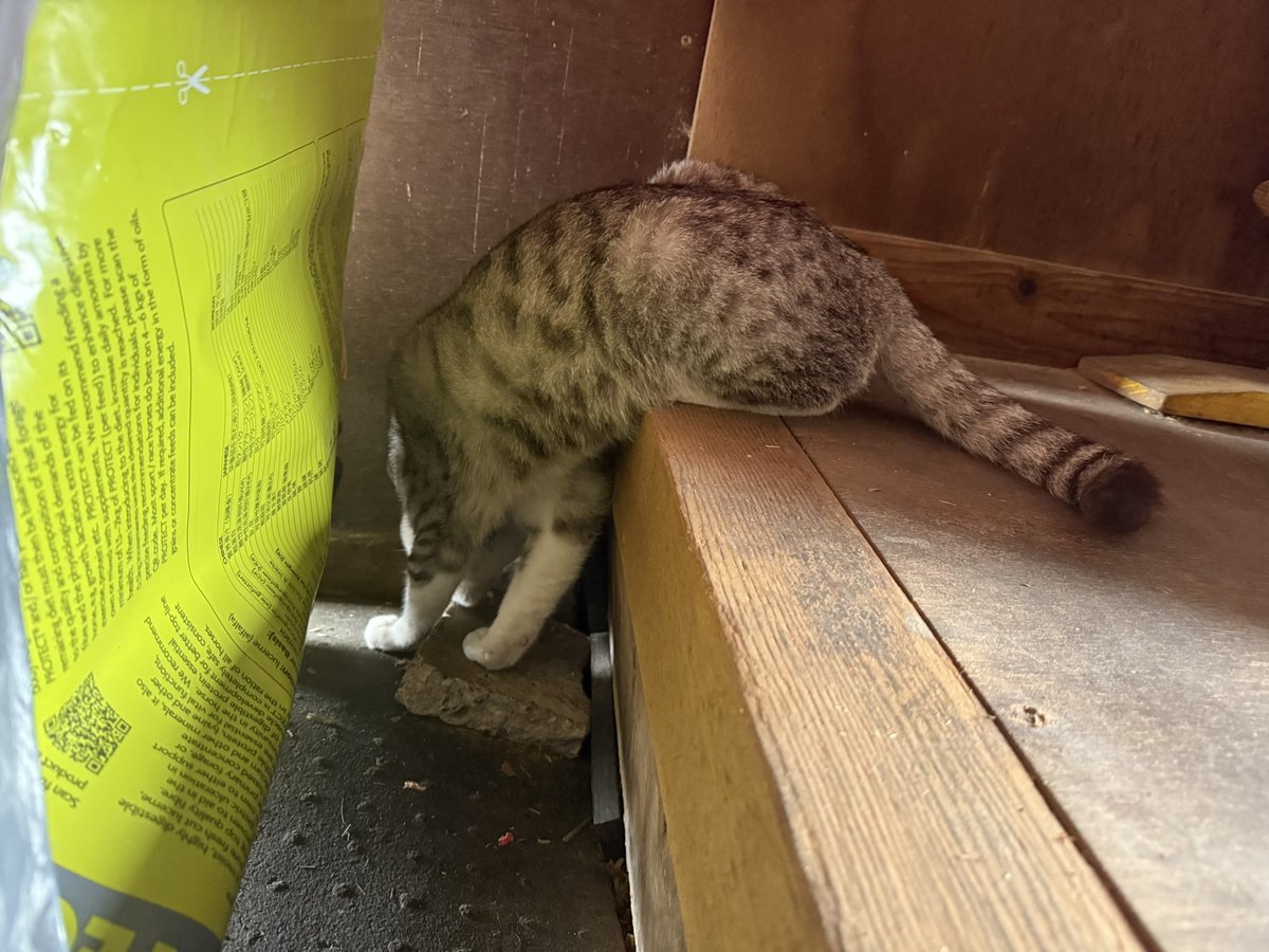 船橋開催4日目です🐴

本日は1頭出走します。

7R フォクシー号

応援よろしくお願いします✨

ネズミを待ってくれている所を撮らせてもらいました🤭しっかりお仕事中です🐭