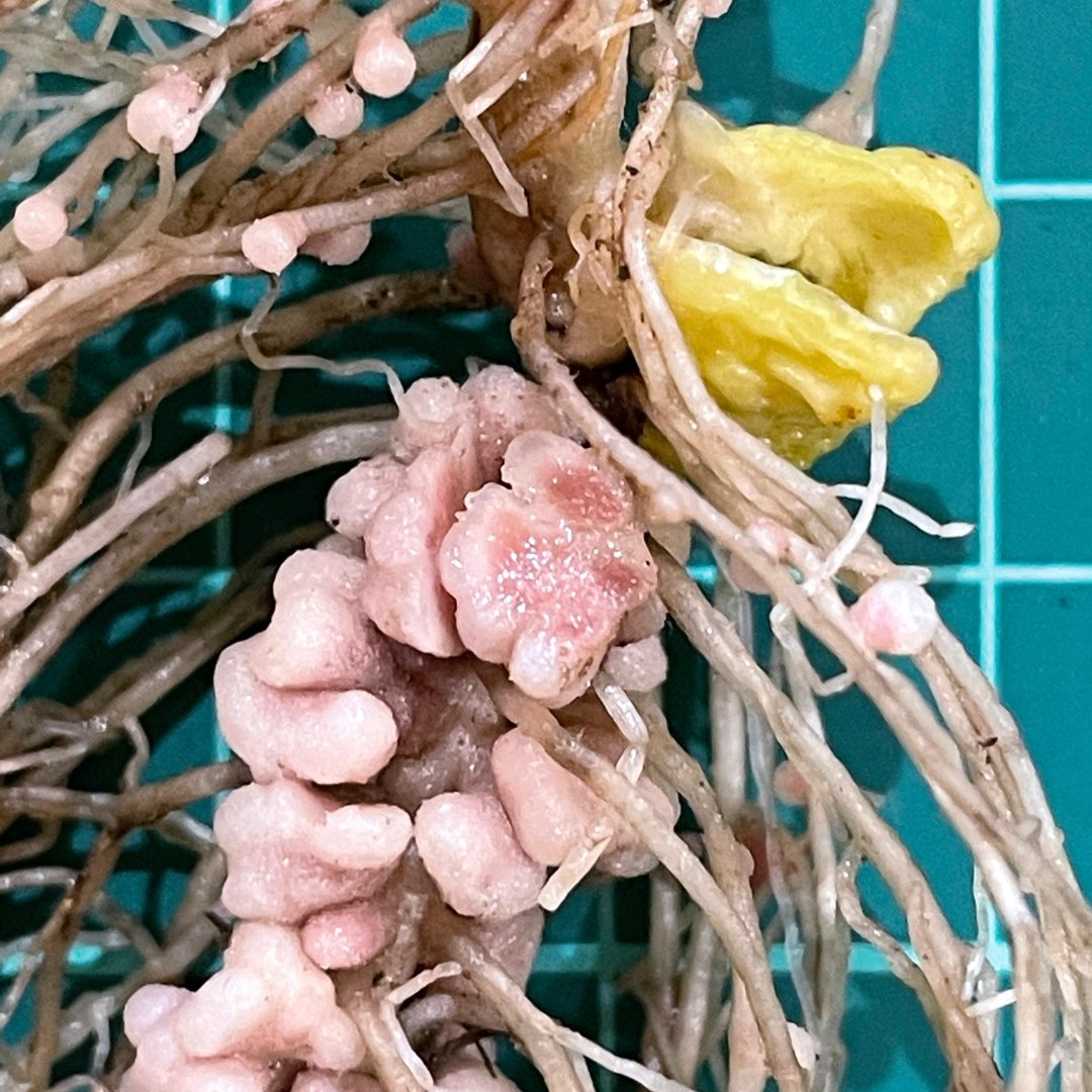 uniumbioscience's tweet photo. Endophytic bacteria in #Tiros or #Tarbis boost early root growth, enhancing rhizobium nodule formation. FOLLOW @uniumbioscience for insights on biologicals and biostimulants to maximize farm profitability! #farming #agriculture https://t.co/899frtTkEM