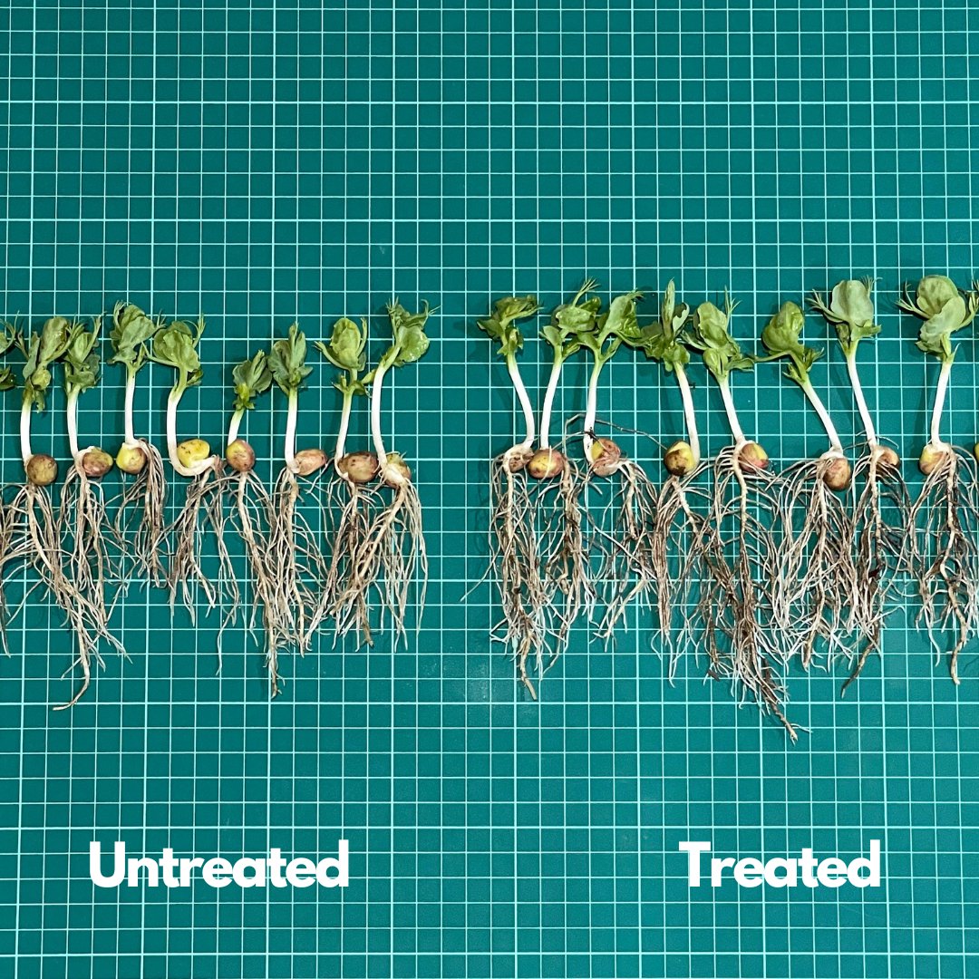 uniumbioscience's tweet photo. Endophytic bacteria in #Tiros or #Tarbis boost early root growth, enhancing rhizobium nodule formation. FOLLOW @uniumbioscience for insights on biologicals and biostimulants to maximize farm profitability! #farming #agriculture https://t.co/899frtTkEM