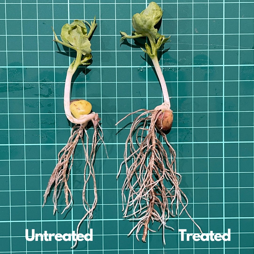 uniumbioscience's tweet photo. Endophytic bacteria in #Tiros or #Tarbis boost early root growth, enhancing rhizobium nodule formation. FOLLOW @uniumbioscience for insights on biologicals and biostimulants to maximize farm profitability! #farming #agriculture https://t.co/899frtTkEM