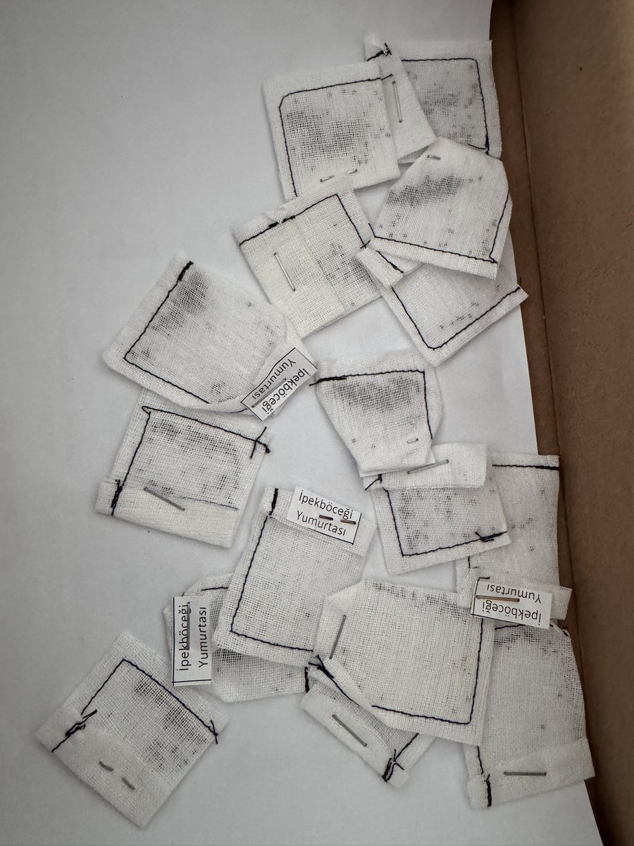 Kozabirlik işbirliği ile gerçekleştirilecek olan projeye Dürdane İlkokulu olarak dahil olduk. İpekböceği yumurtalarımızın uykudan uyanmalarını bekliyoruz.