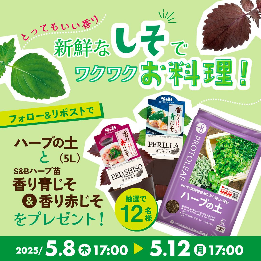 PROTOLEAF's tweet photo. /／
 👨🏻‍🌾新鮮なしそでワクワクお料理！#キャンペーン 🌿🌿
\＼
抽選で12名様に、
ハーブの土5Lと香り青じそ＆香り赤じそのハーブ苗をﾌﾟﾚｾﾞﾝﾄ🎁🌿
▼応募方法▼
①@PROTOLEAFをフォロー
②本投稿を5/12 17:00迄にRT
→当選者の方のみDMをお送りします✉

ベランダにしそがあるってとっても便利！！
青じそ＆赤じそダブルで育てられるチャンスですよ~
※応募規約のご確認のうえご応募下さい。