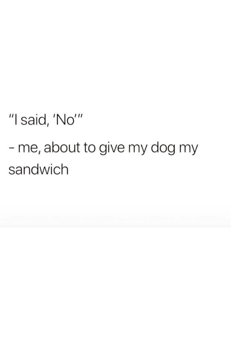 Heckin Good Dogs (@heckingooddogs) on Twitter photo 