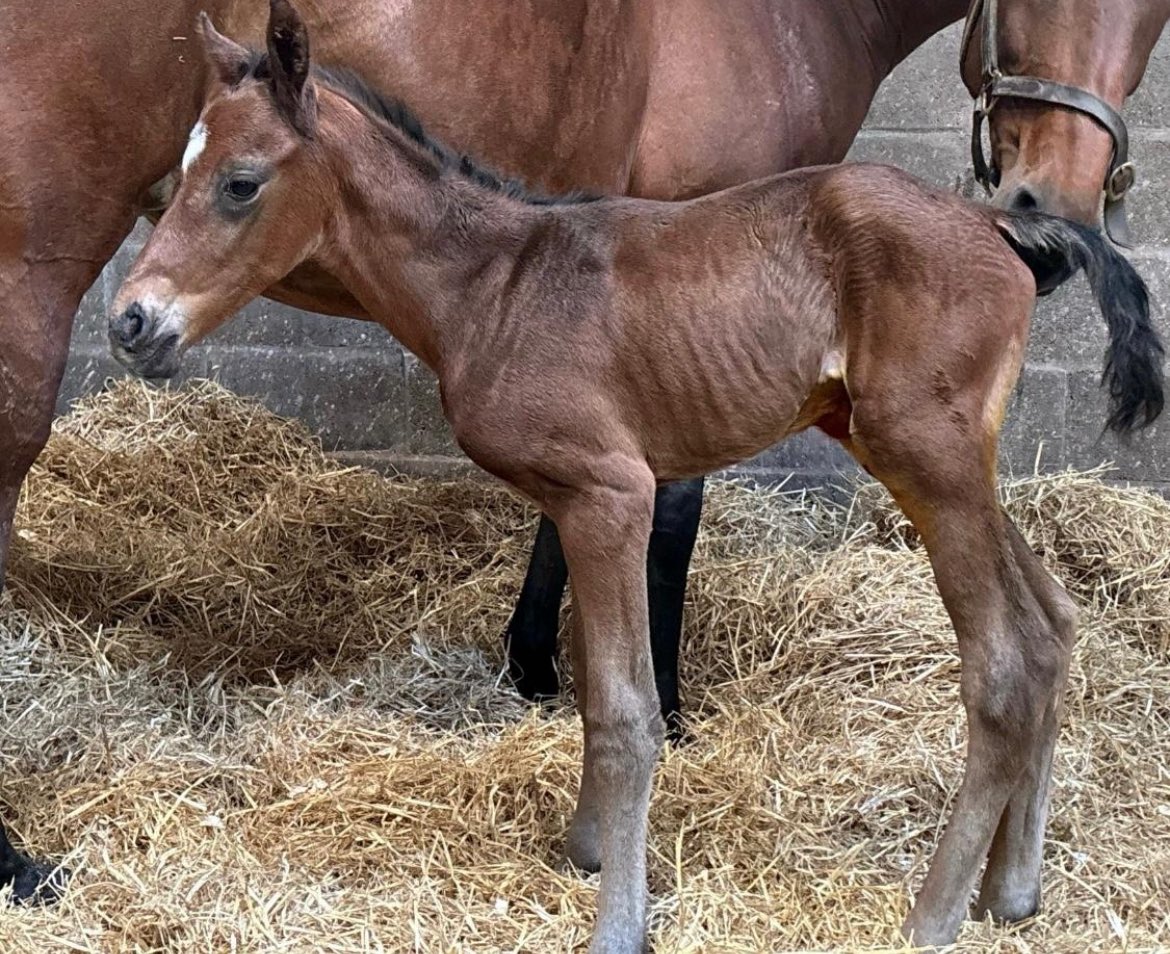 Honeysuckle and her foal ❤️ 

A young Blue Bresil colt 

📸 : Peter Molony