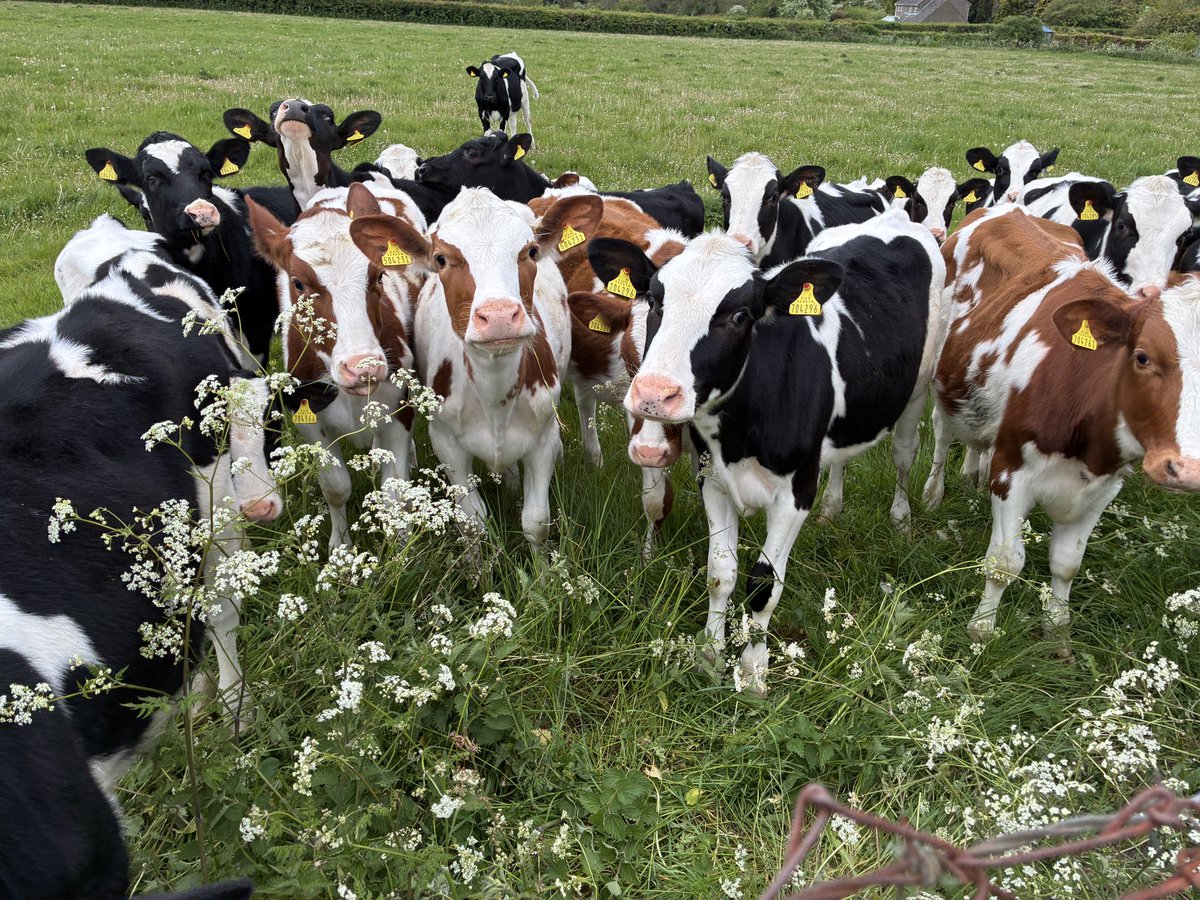 They #cows have asked <a href="/chris_gallarus/">Chris Gallarus💙</a> what time the walk is tonight. 8pm meet outside <a href="/thekingsarms_so/">The Kings Arms</a> High East st. All welcome including #Dogs. No booking required. <a href="/VisitDorset/">Visit Dorset</a> <a href="/BBCDorset/">BBC Dorset</a> <a href="/SteveHarrisDJ/">Steve Harris - BBC Radio Solent's Dorset Breakfast</a> <a href="/ShireHallDorset/">Shire Hall Museum</a> <a href="/WhatsOnInDorset/">What's On in Dorset</a> <a href="/VisitDorsetBiz/">Dorset Tourism Biz</a> <a href="/visit_dorset/">visit-dorset.com</a> <a href="/keep1063/">KeeP 106</a>