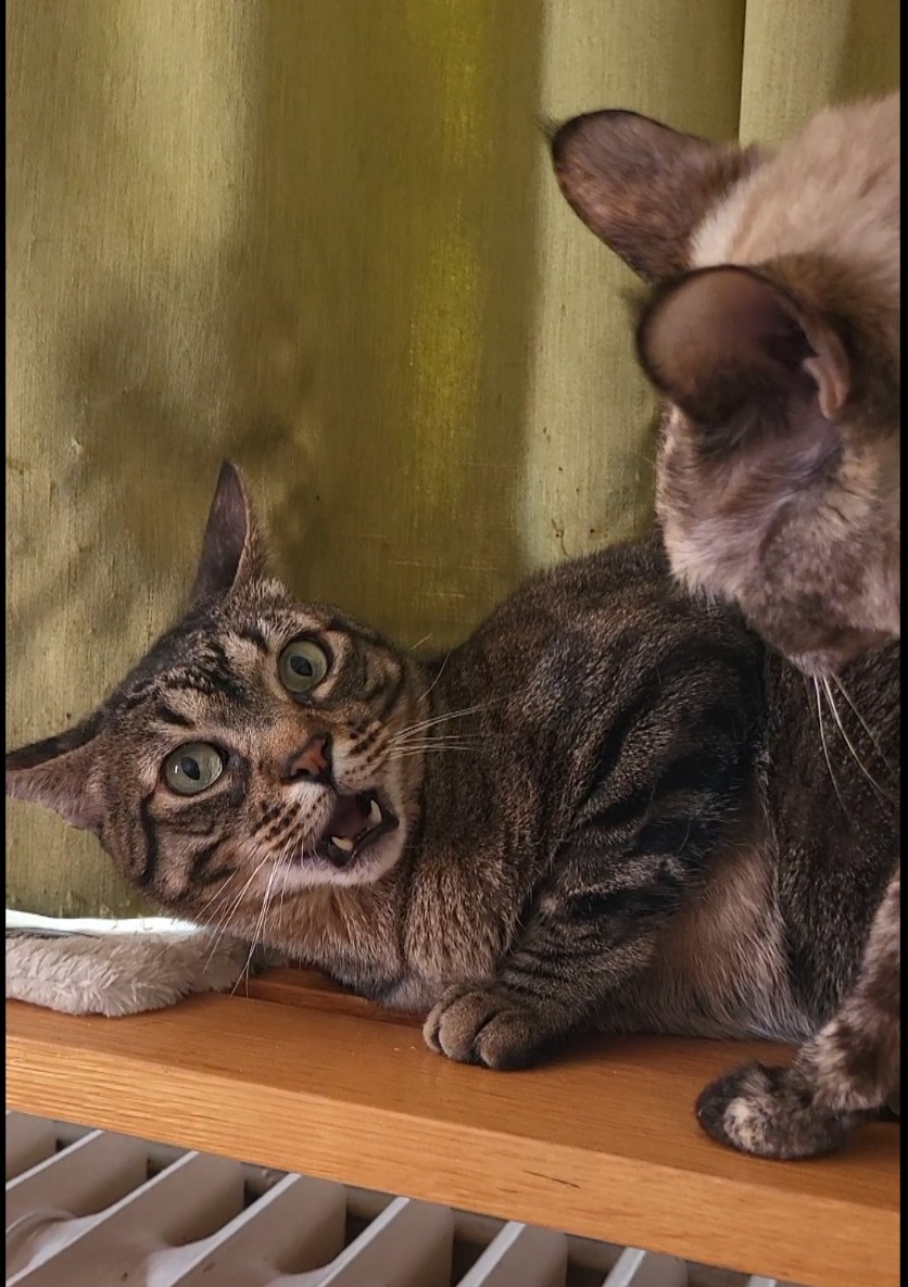 yeah, it’s true.
i’m honestly fed up with crypto, exchanges, money – all of it 🤮🤣🤣
so here’s something for the heart instead:
cats to power.🥰
they don’t hustle. they just rule.