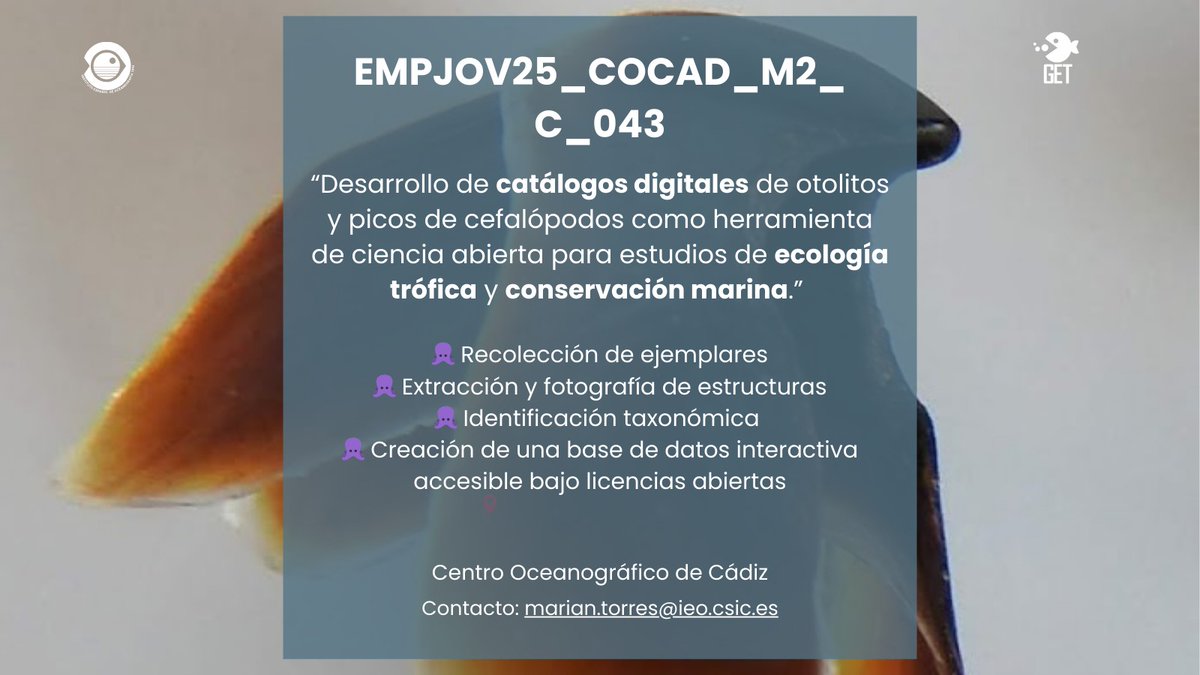 📢Oferta de empleo | Para trabajar en ecología marina en el Centro Oceanográfico de Cádiz del <a href="/IEOoceanografia/">Instituto Español de Oceanografía (IEO-CSIC)</a> 

Este viernes concluye el plazo. No pierdas esta oportunidad 

Más info➡️ bit.ly/4joOkDk