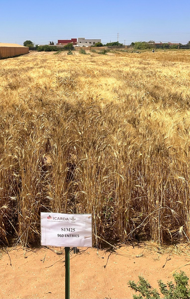 The true importance of straw 🌾🐐🫏in #desert #farm 🌵in the south of #Morocco 🇲🇦 Visiting #participatory trials and station of <a href="/CropTrust/">The Crop Trust</a> #BOLD project. The crop wild relatives <a href="/CropWildRelativ/">Crop Wild Relatives</a> derived lines <a href="/ICARDA/">ICARDA</a>  are really showing superiority in these harsh conditions.