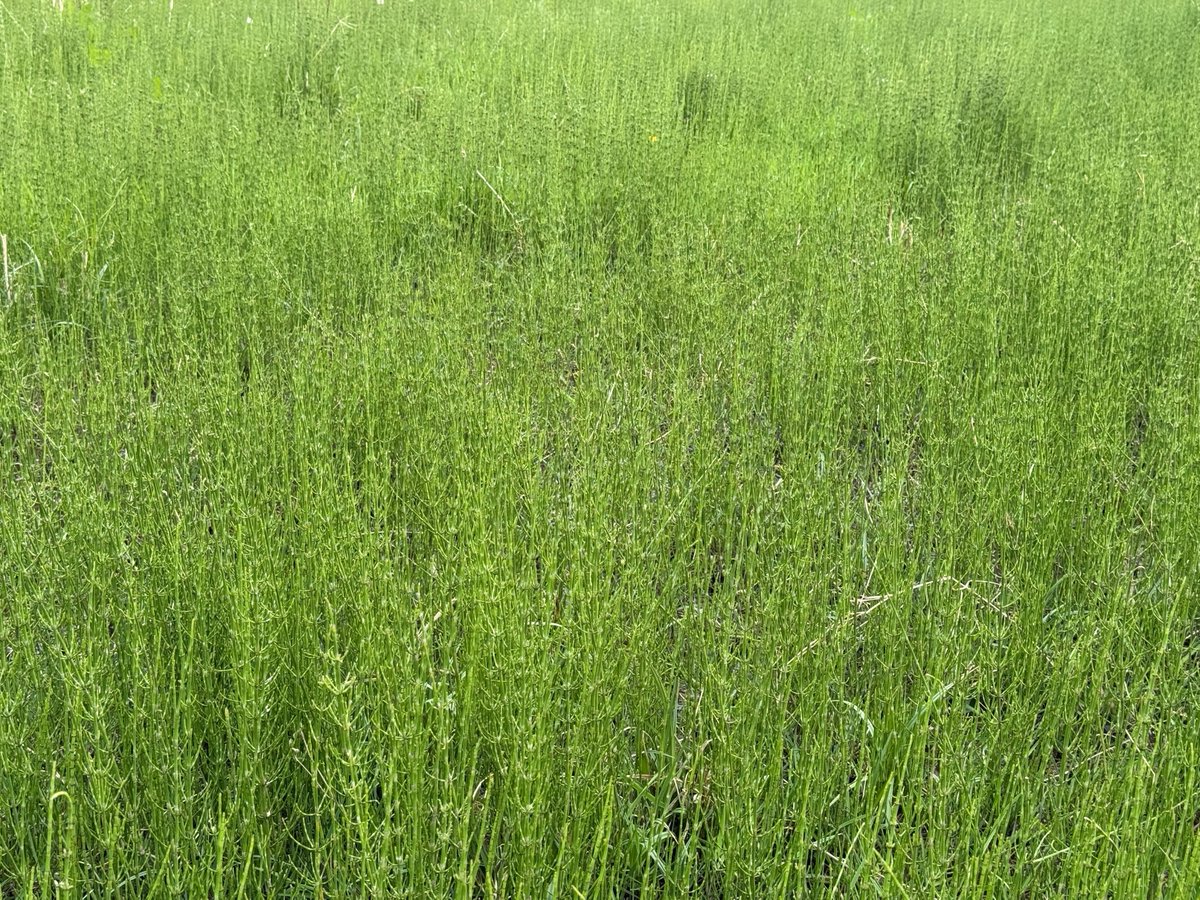 Marsh Horsetail (Equisetum palustre) in a Swaledale marsh. The individual plants don't amount to much, but the sheer scale and repetition creates an impressive display.  The repeated patterns and slightly mesmerising.  Hard to capture in a photo.