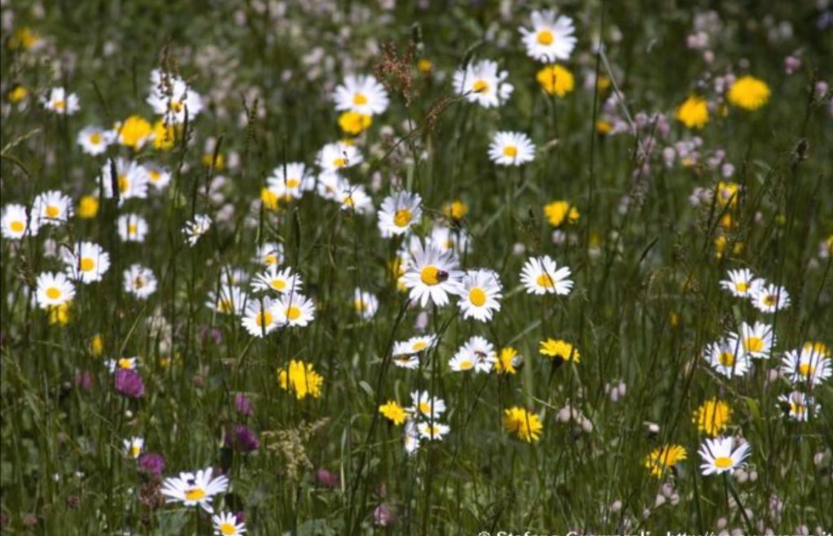 “Tranne che per il cielo, ella non esiste.
Tranne che per gli angeli — sola.
.
Una minuscola massaia tra l'erba,
eppure strappatela dal prato

e qualcuno avrà perso il volto
che rendeva l'esistenza — la sua casa!”
—Emily Dickinson 

#SonRoseEFiori a <a href="/SalaLettura/">©️ Il Caffè Letterario</a> 

#Ph. Mia