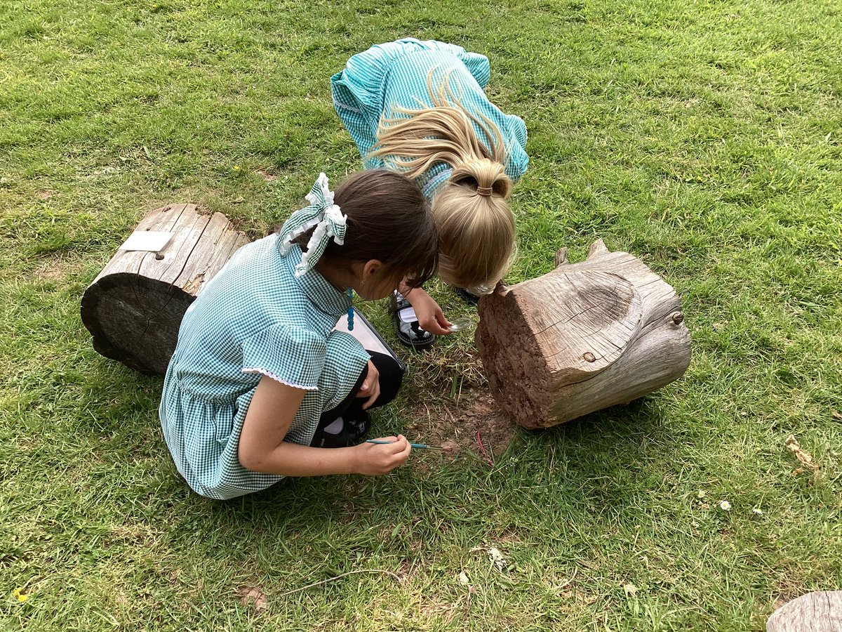 StDavidsCiWPrm's tweet photo. Dosbarth Rhymney have been ecologists and have learnt how to collect and observe minibeasts safely ๐๐ชณ๐ชฒ๐ฆ๐ท๏ธ๐ฆ๐#stdavidsciwrhymney #stdavidsciwSTEM #stdavidsciwethicallyinformed https://t.co/VRQ0ASUlqY