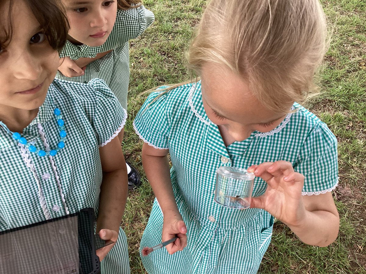 StDavidsCiWPrm's tweet photo. Dosbarth Rhymney have been ecologists and have learnt how to collect and observe minibeasts safely ๐๐ชณ๐ชฒ๐ฆ๐ท๏ธ๐ฆ๐#stdavidsciwrhymney #stdavidsciwSTEM #stdavidsciwethicallyinformed https://t.co/VRQ0ASUlqY