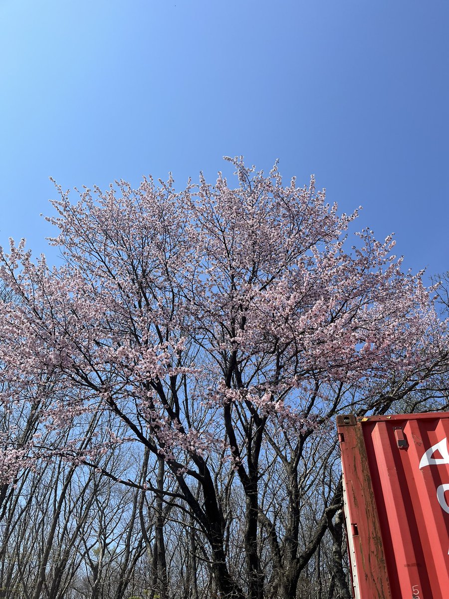 会社敷地内で桜が満開です。綺麗。