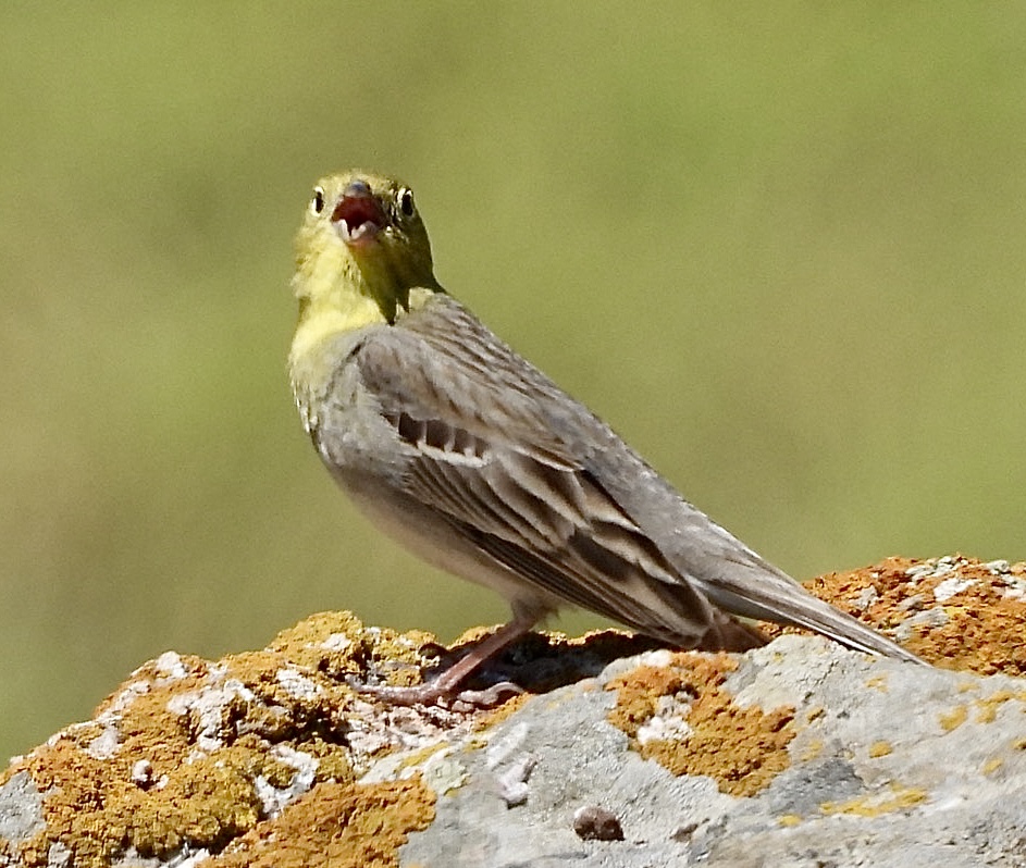 Masked Shrike, Collared Flycatcher, Dalmatian &amp; Gt White Pelican and Cinereous Bunting were amongst many fab birds seen during our Greek birding holiday last week with <a href="/Heatherleabirds/">Heatherlea Birding</a>. Big thanks to our excellent guides <a href="/chrisrodger74/">Chris Rodger</a> and <a href="/Hollybobsbirder/">Holly Page</a>