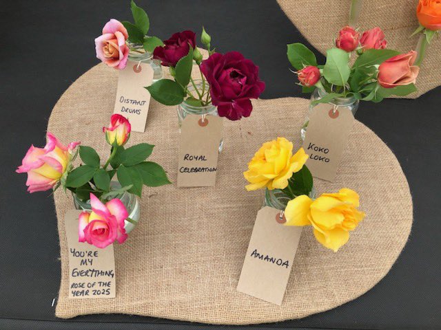 Be still my beating heart! Showtime! You’ll find our #rose pals <a href="/JonesTheRose/">C and K Jones Roses aka JonesTheRose</a> in the floral marquee at the RHS Malvern Spring Festival with lots of gorgeous roses to tempt you, including ‘You’re My Everything’ Rose of the Year 2025. ♥️
#GardeningX #MalvernSpringFestival