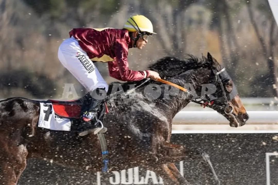 Tosgriju's tweet photo. Mucha suerte a @AngelGSerrano con Risuena hoy en Francia 
Entrenador @JLopezEntrena https://t.co/XZWAMkUw5x