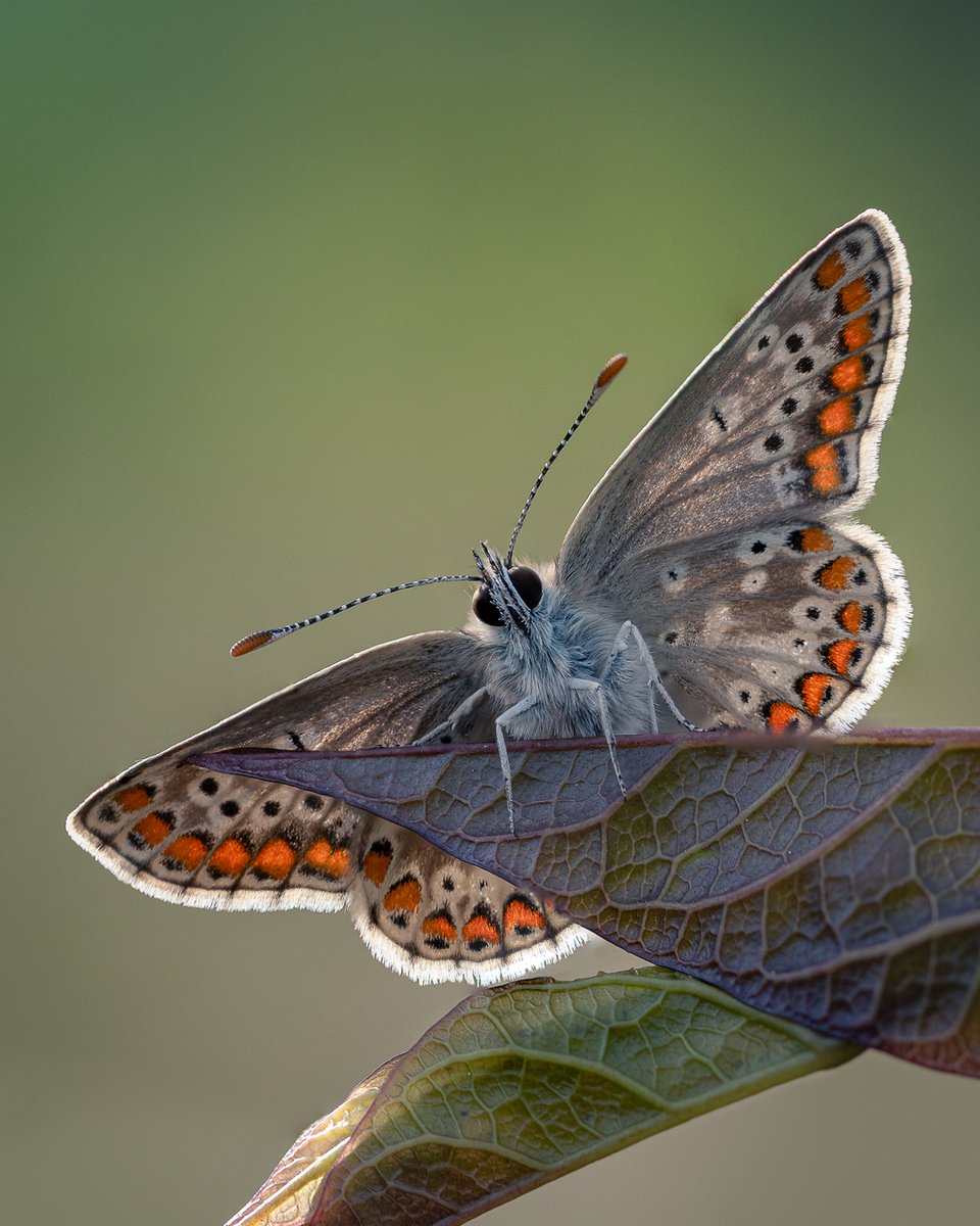 Afterglow! A beautiful backlit Brown argus butterfly basking on bindweed 🦋✨ A magical moment on an evening #gardensafari 💙

#InsectThursday #butterfly #nature #wildlife #insects #NatureLovers #NatureBeauty #wildlifephotography #GardeningX